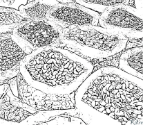 xandon Bosib Chiqarish Uchun Bo'yash Sahifalari